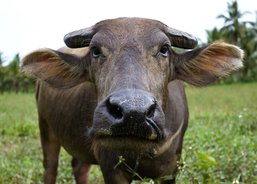 Buffalo milk is used for cheese production 
